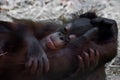 Cute baby orangutan, gentle hand Royalty Free Stock Photo